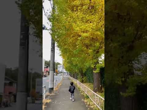 Autumn feels 🇯🇵#shorts #shortvideo #shortsyoutube #autumn