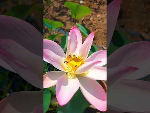 വിത്തിൽ നിന്നും താമര 🌷🌷subscribe me #shorts #lotus #gardening #flowers #viral #malayalam #timelapse