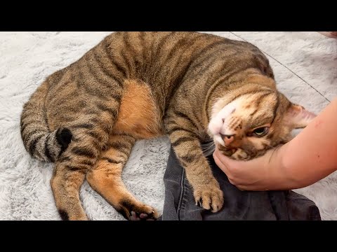 風呂上がりの飼い主の匂いが気に入らないので全力で塗り替える猫