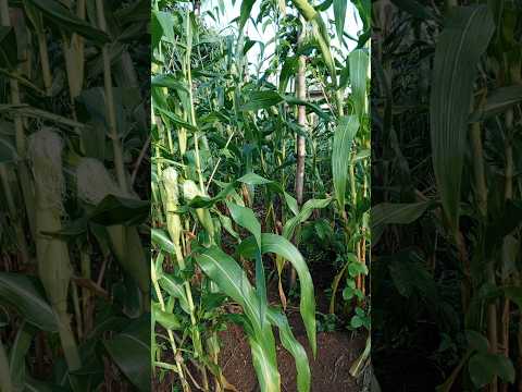 Our Maize Farm