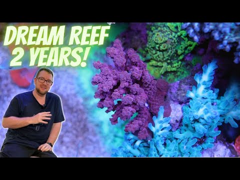 Dream Reef Tank - 2 years in, from the top!