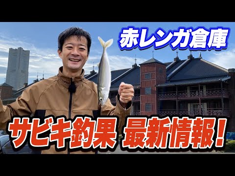 【横浜新港】三連休に赤レンガ倉庫でサビキ釣りをする方へ最新状況レポ！夜中に130cmの巨大魚！