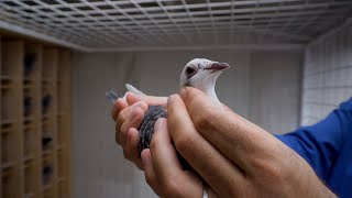 The Kipp und Sohne pigeon collection of the Tunduc pigeon loft