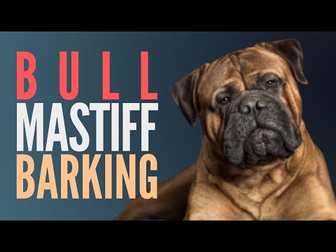 Bullmastiff Barking Sounds Effect (High Quality). The Ultimate Bullmastiff Bark Sound Effects