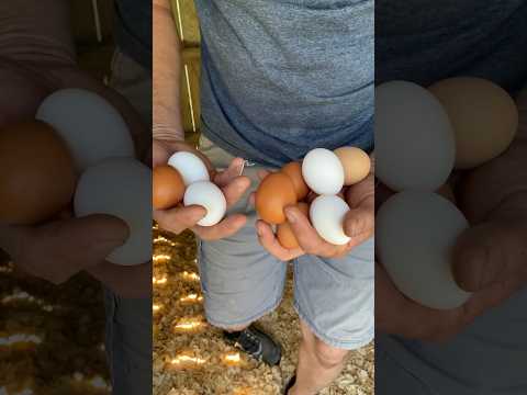 FRESHEST BREAKFAST EGGS! #food #chicken #eggs #fresh #breakfast #morning #homestead #diy