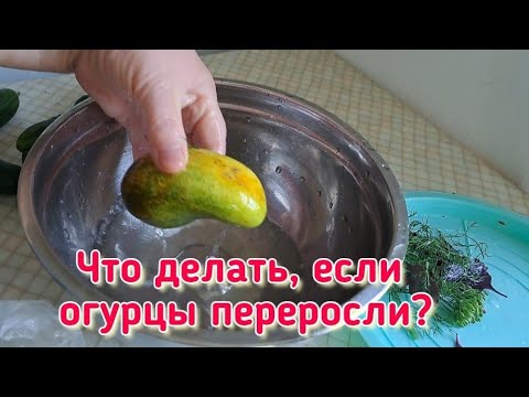 Малосолим огурцы. Быстро, надёжно, вкусно. Пойдут даже переросшие.