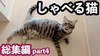 飼い主の帰宅の挨拶に返事する、しゃべる猫がかわいい 　#ねこ #ネコ #むにすけ