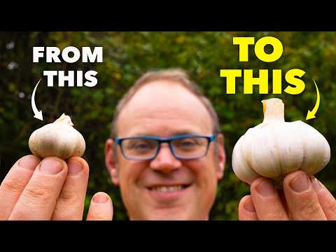 How to Grow the Biggest Garlic (Start Early)