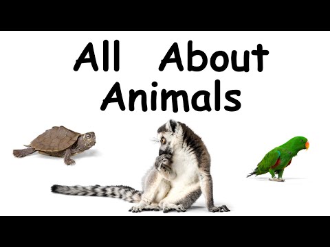 All About Animals | Educational Videos for Kids | Pre-school | Kindergarten | Elementary