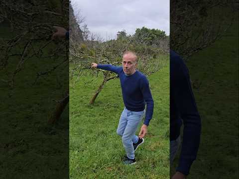 Mistletoe on apple trees (viscum album) #orchard #fruittrees #permaculture #gardening #adventure