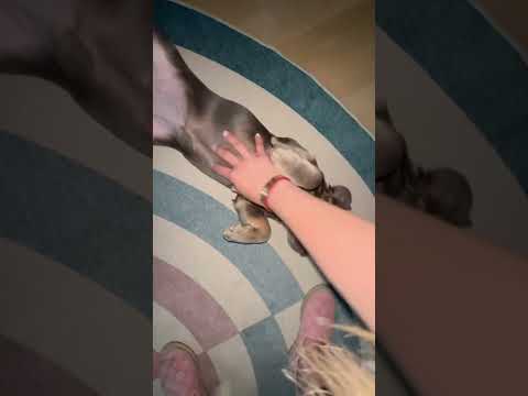 Bootsy LOVES BELLY RUBS😂 Fluffy Frenchie #frenchbulldog #viral #puppy #fluffyfrenchbulldog