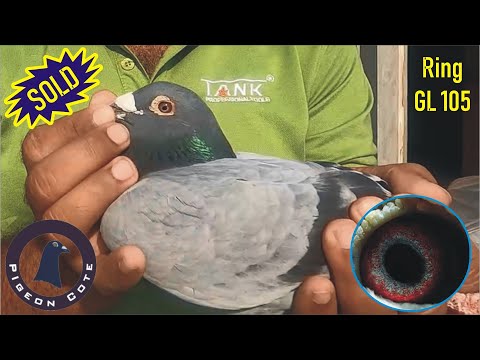 Racer Pigeon Male For Sale | Homer Pigeon | Pigeon For Sale