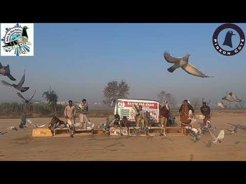 Rahim Yar Khan Racing Pigeon Club | 4th Race Of RRPC From Faisalabad | Today Race 13/02/2022