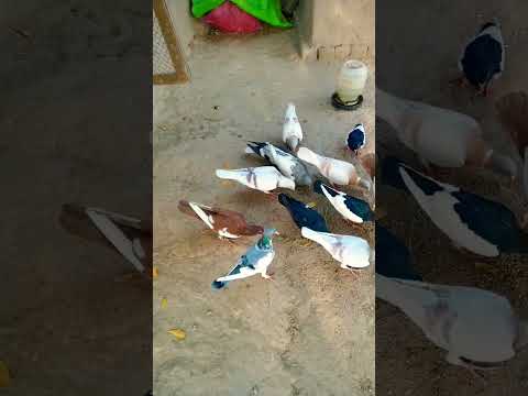 #pigeon #beautiful #kabootar #comedyvideos #homingpigeons #funnyshorts #sadstatus #pigeonlover