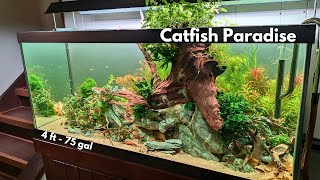 An AWESOME planted aquarium from set up to 6 months down the road