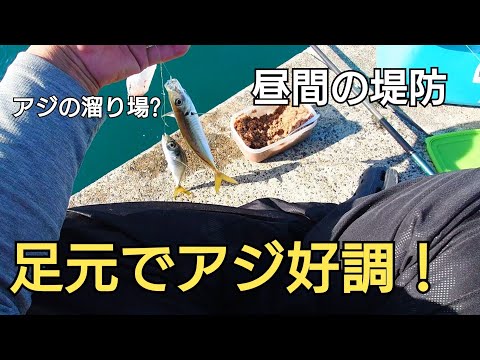 堤防に座って足元を狙ったらアジが釣れ過ぎ!簡単な自作の仕掛けでも好反応！