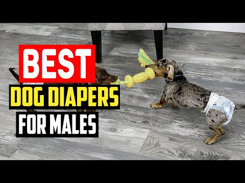 ✅Best dog diapers for males in 2023