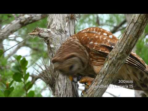 Owl Eats Fish - Panasonic GH4 4K Footage