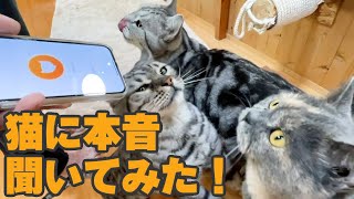 動物園で猫と会話できるアプリ使ったら・・・