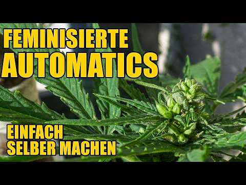 Feminisierte Autoflowers einfach selbst machen - vom Pollen bis zum Samen