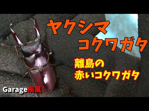 ヤクシマコクワガタ羽化　離島の赤いコクワガタ　#クワガタ #カブトムシ