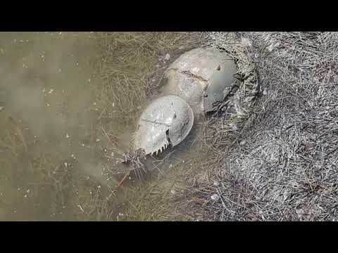 Spawning? of Horseshoe Crabs at Everglades