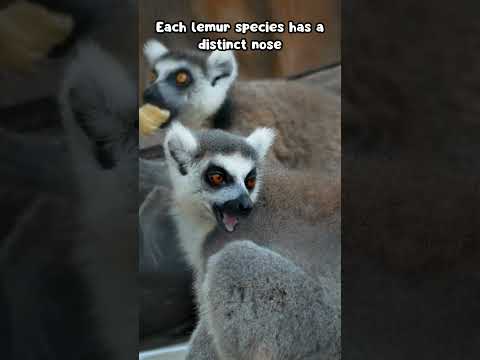 Today's Animal Facts: Lemur