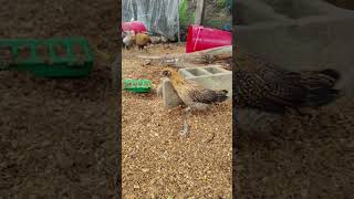 The youngest flock is getting bigger #egglayer #ameraucanachicken #backyardflock #chickens