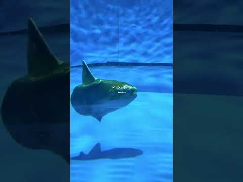 【茨急・観光】雨の日デートにオススメ！サメの飼育数が日本一の水族館へ行ってきた！！