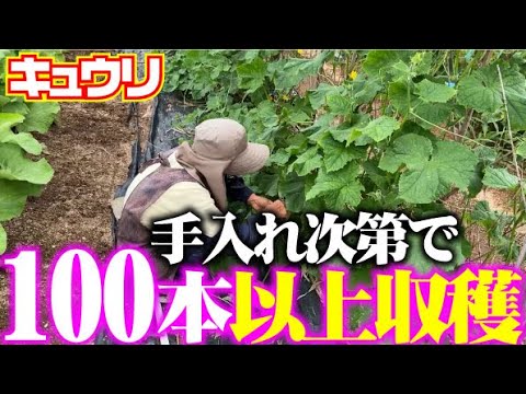 【すずなりキュウリを採るために】キュウリのお手入れをします【キュウリ】【剪定】【夏すずみ】