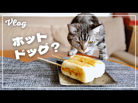 My cat has this expression when I made a hot dog with rice. [Vlog]