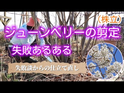 ジューンベリー（株立）の剪定 失敗あるある