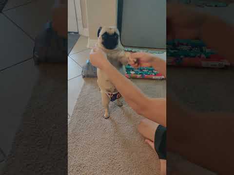 Let's boogie! #Pugs #Shorts #Mochi