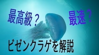 最高級クラげは最速？ビゼンクラゲを解説