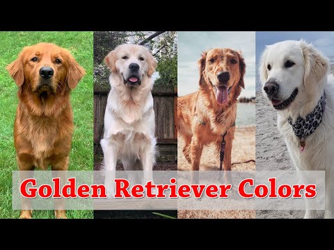 5 Stunning Shades of Golden Retriever Colors | Types of Golden Retriever colors