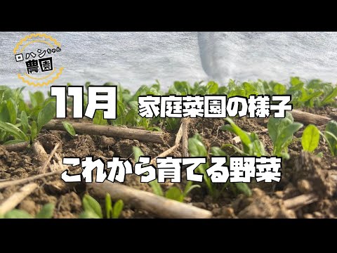 【１１月家庭菜園】【種まき】【植え付け】【畑の作業】【農家の家庭菜園】