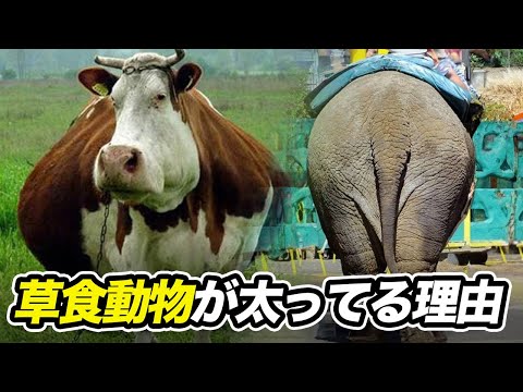 草食動物はどうして草だけで太ることができるの？