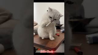 Smokers cat😵😀 #viralvideo #trending #foryou #highlights #storyexplain #youtubeshorts #funnyvideo