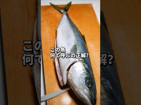 魚の中で一番呼び名に厳しい出世魚「ブリ」 #ブリ #魚