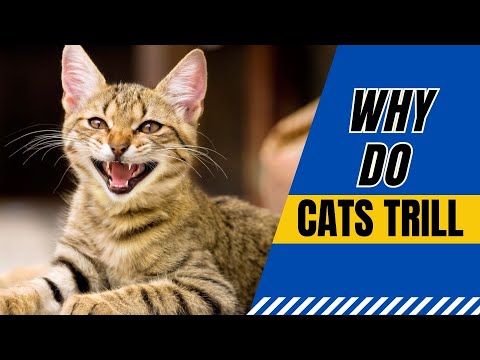 Why Do Cats Trill At You?