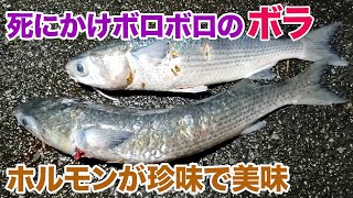 死にかけボロボロのボラのホルモンが珍味で美味