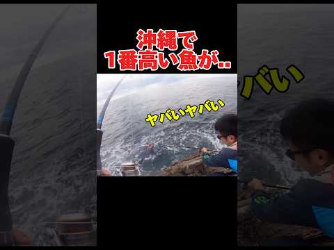 沖縄で1番高い魚が#釣り#沖縄#fishing