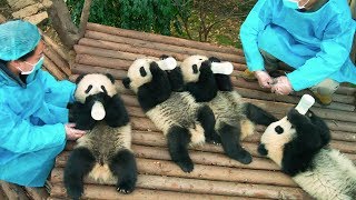 PANDAS - OFFICIAL TRAILER [HD]