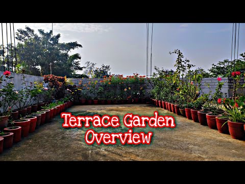 Terrace garden overview// Winter Garden preparation// मेरे छत का बगिया मे सर्दियों के फूलों की तैयरी