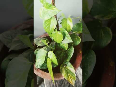 Winter me money plant ki care kaise kare #viralvideo #shortsindian