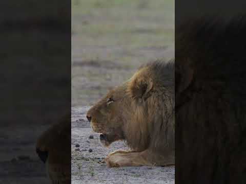 Lion Roaring Before Dawn. Chobe National Park, Botswana. #lion #africa #big5 #safari #roar #wildlife