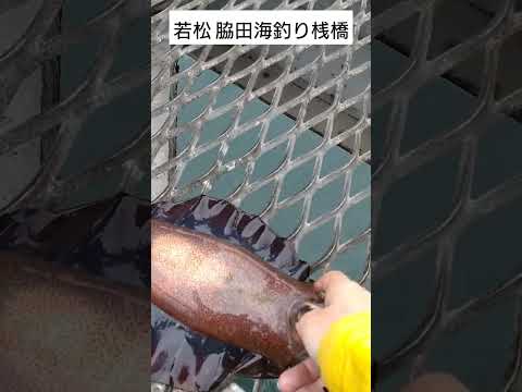 エギング　北九州の脇田海釣り桟橋で釣れたアオリイカ #fishing #釣り #脇田海釣り桟橋