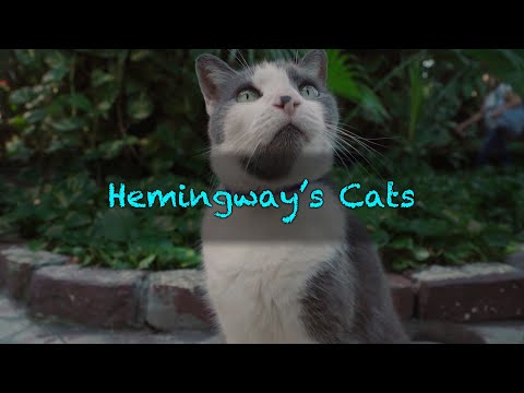 Hemingway's Cats