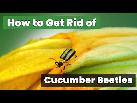 How to Get Rid of Cucumber Beetles FAST!: The Ultimate Guide to Eradicating Cucumber Beetles!