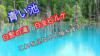 この動画を見てから青い池に行ってくれ！！【北海道　美瑛　青い池】